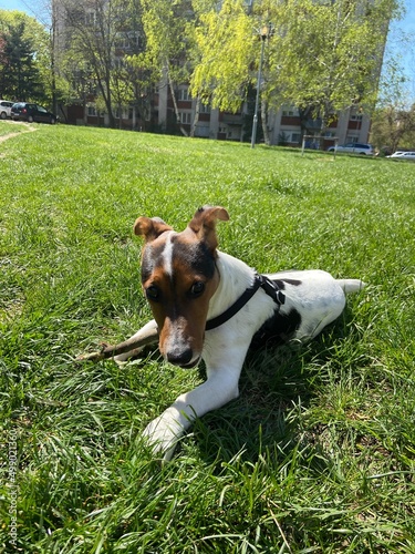the puppy of a jack russell bears a stick. jack russell lies in the grass.