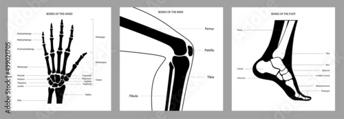 Human bones scheme