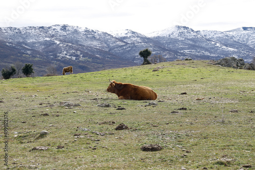 Vaca tumbada libre en el prado con paisaje nevado detrás © planeta11