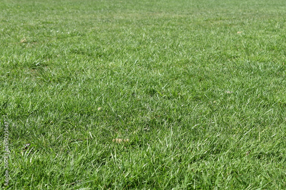 Grass Grass