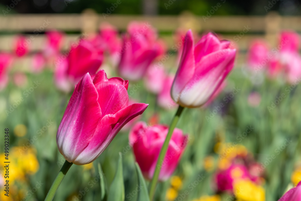 Pink garden tulips (tulipa gesneriana) in bloom Pink garden tulips (tulipa gesneriana) in bloom