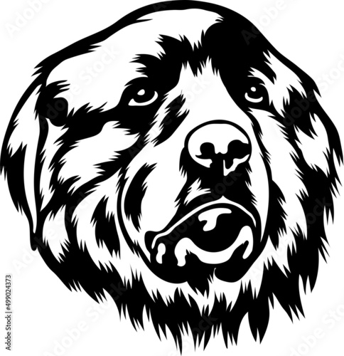 Great Pyrenees 1