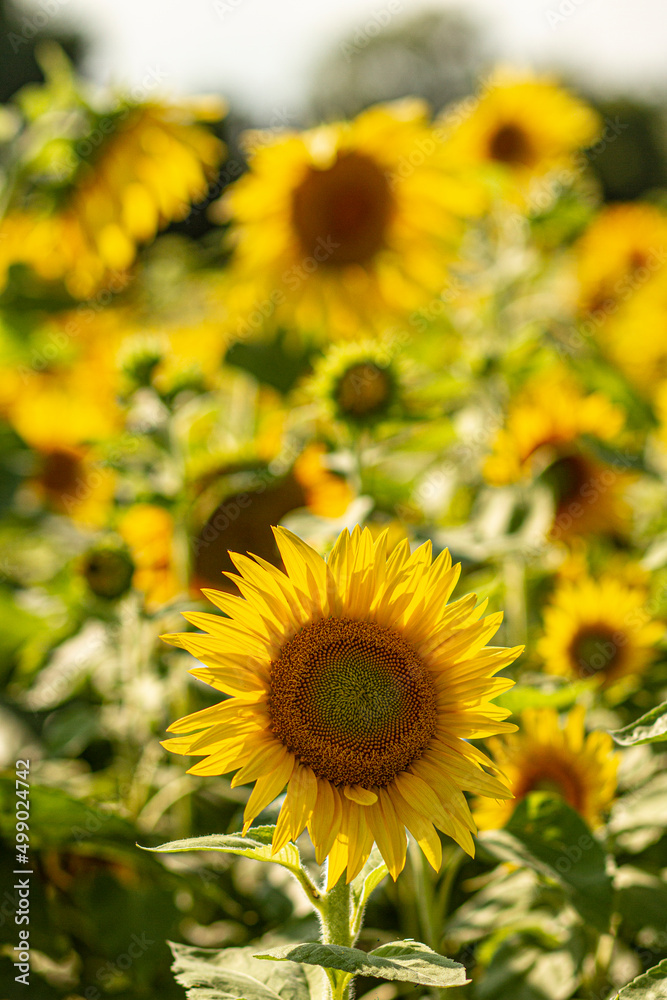 Sunflowers Close Up Bright Sunny Day Spring and Summer Content Flower Field Sunflowers Close Up Bright Sunny Day Spring and Summer Content Flower Field