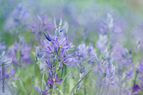 purple camas lilies in a field
 photo