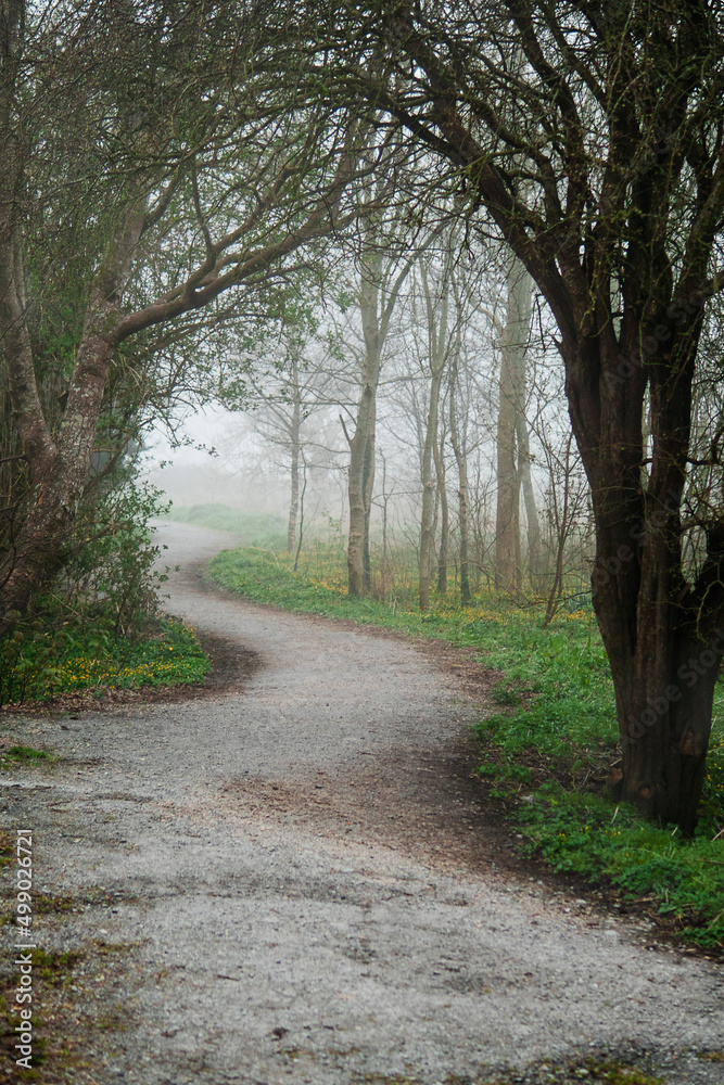 Small walking foot path in a forest park in a fog. Calm and mysterious mood. Beautiful nature scene.