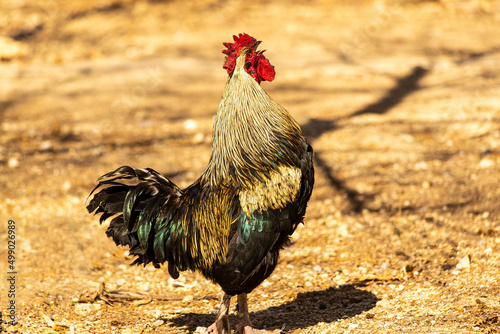 Colorful rooster crowing in his coop Fototapeta
