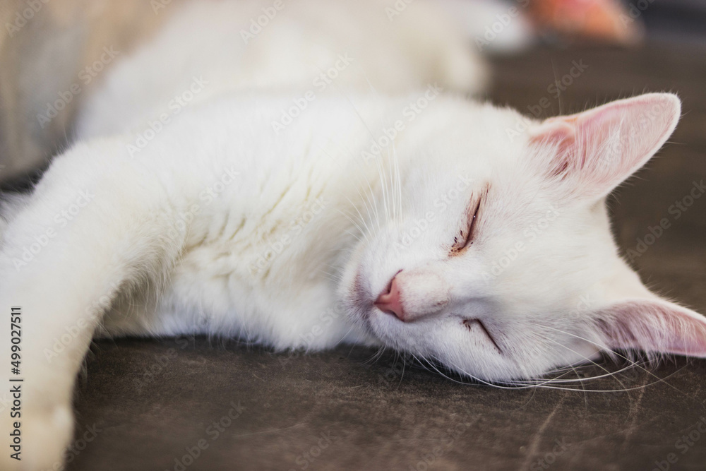 white cat sleeping white cat sleeping