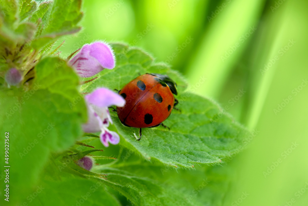 Fototapeta premium Ladybug Deadnettle 03