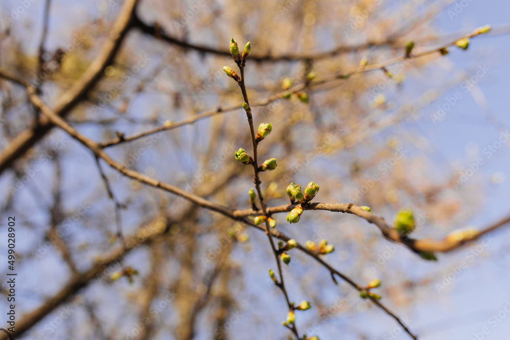 Spring background with blue sky though branches of a tree. Selective focus. Spring background with blue sky though branches of a tree. Selective focus.