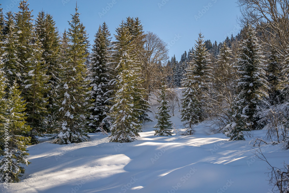 illustration de sapins enneigés dans une forêt par un magnifique beau temps