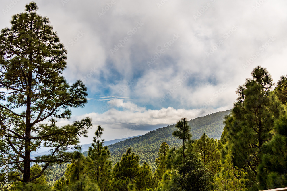 Paisaje con árboles y nubes de fondo en el municipio de la Esperanza, isla de Tenerife