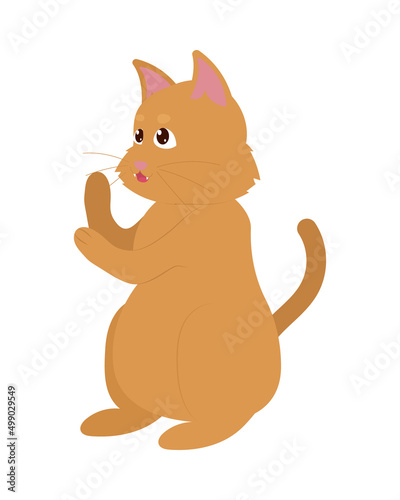 cute brown cat