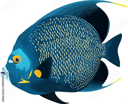 vector tropical French angelfish illustration © Save Jungle