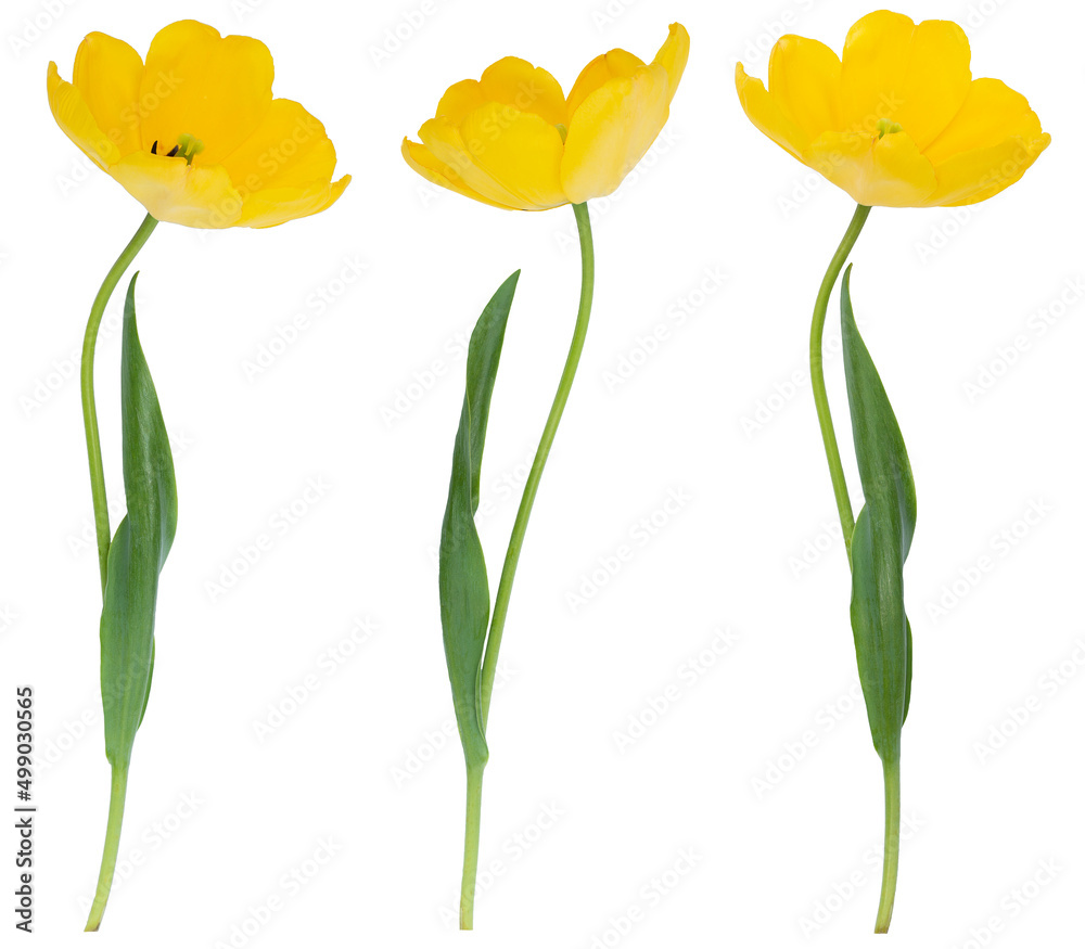 custom made wallpaper toronto digitalSet of yellow tulips isolated without shadow. Floral decor. Holiday. Spring. Easter.