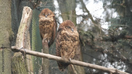 Pels fishing owls scotopelia peli perched on a branch in captivity Prague zoo photo