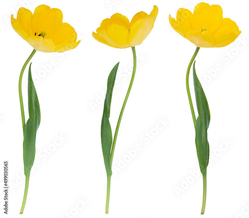 Wallpaper Mural Set of yellow tulips isolated without shadow. Floral decor. Holiday. Spring. Easter. Torontodigital.ca