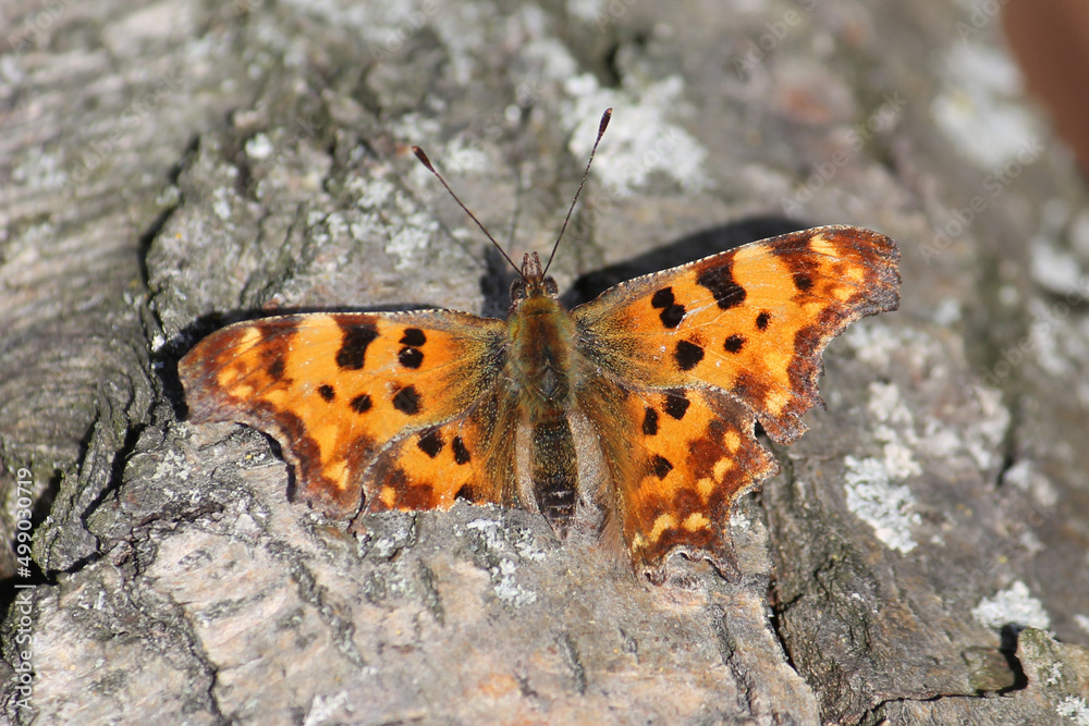 Comma butterfly (Polygonia c-album) in the wild. March, Belarus Comma butterfly (Polygonia c-album) in the wild. March, Belarus