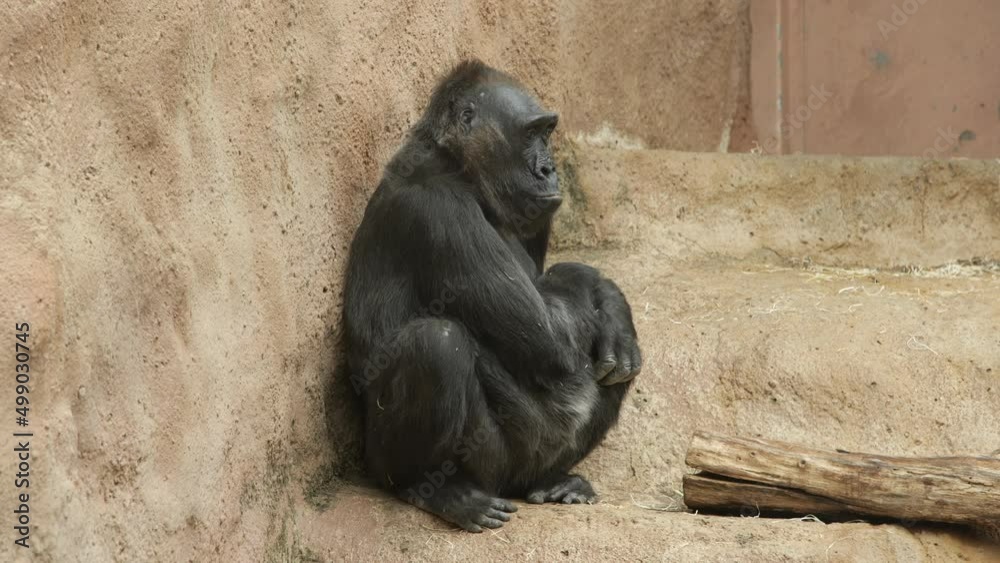 Sad bored western Lowland Gorilla captive Prague zoo