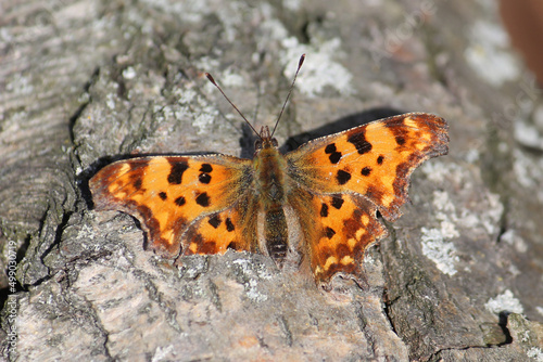 Comma butterfly (Polygonia c-album) in the wild. March, Belarus
