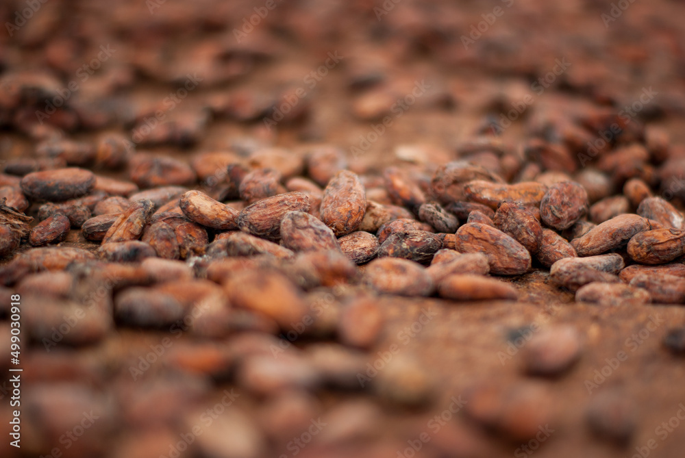 Chocolate beans to dry close up Chocolate beans to dry close up