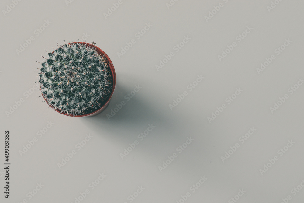 Close-up cactus on white background, isolated. Close-up cactus on white background, isolated.