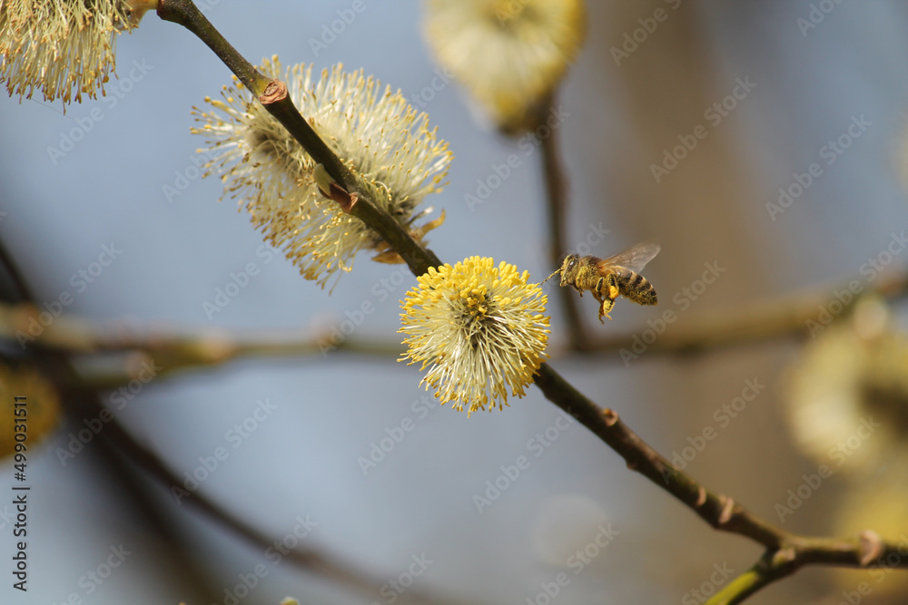 Honey bee (Apis mellifera) in flight over yellow willow flower Honey bee (Apis mellifera) in flight over yellow willow flower