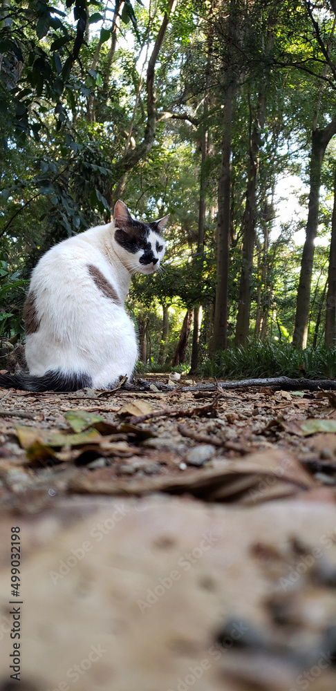 Cat in a forest park