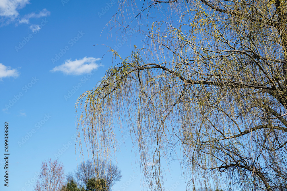Large weeping willow tree with beautiful blue sky and clouds in the ...