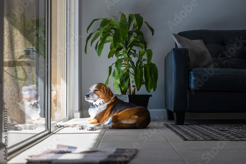 A Beagle Hound mixed breed dog is relaxing and sunbathing by a large sliding glass door. The adorable dog is laying on a tile floor in a modern design with a leather sofa and live green plant © Ryan