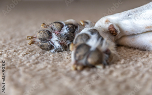 Fototapeta Naklejka Na Ścianę i Meble -  Close up view paw prints. A large beagle hound mix breed dog is lying down resting leaving the bottoms of his feet exposed for detailed up close pictures. Narrow focus depth of field.
