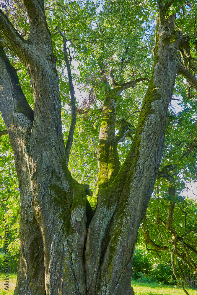 Fototapeta premium Beautiful old oak tree, overgrown with moss.