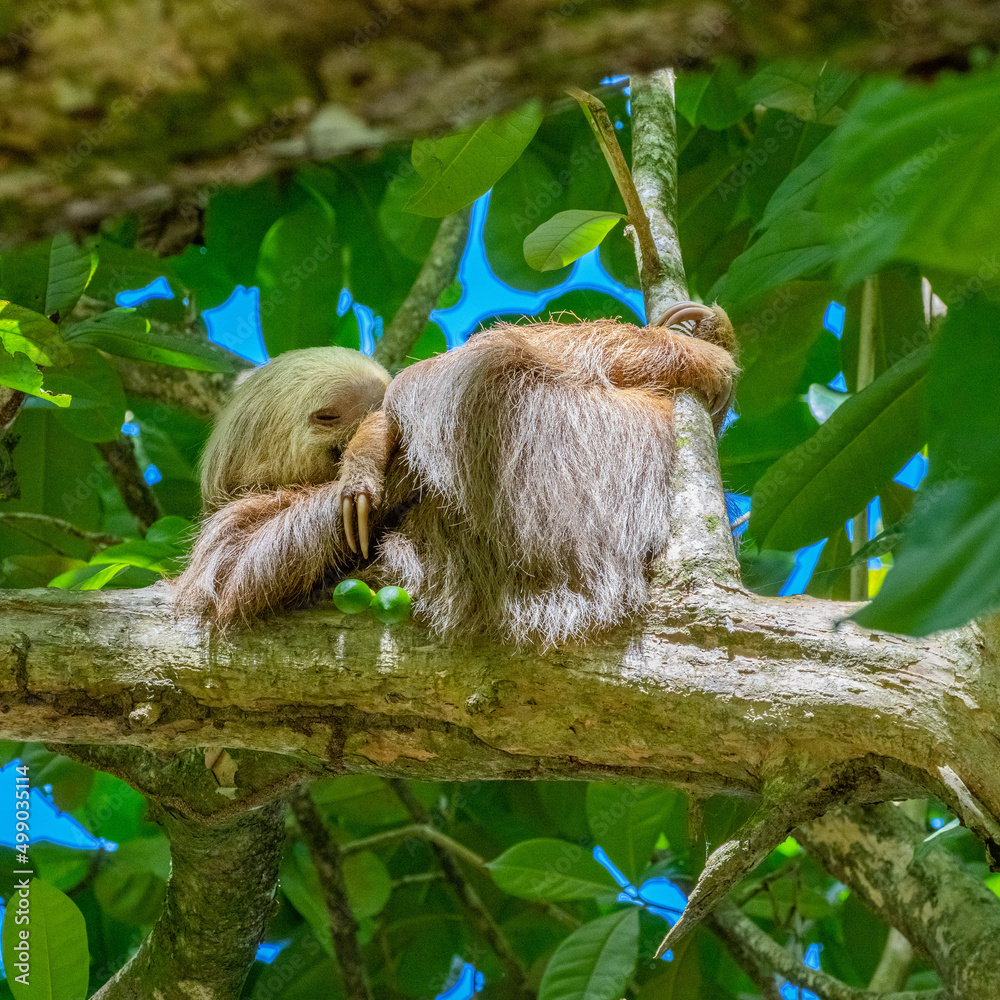 Fototapeta premium Cahuita National Park, a sloth, Cahuita, Limon province, Costa Rica east coast