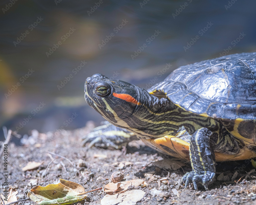 Red-eared slider turtle (Trachemys scripta elegans) basks on the banks of a pond in Franklin Canyon in Beverly Hills, CA.