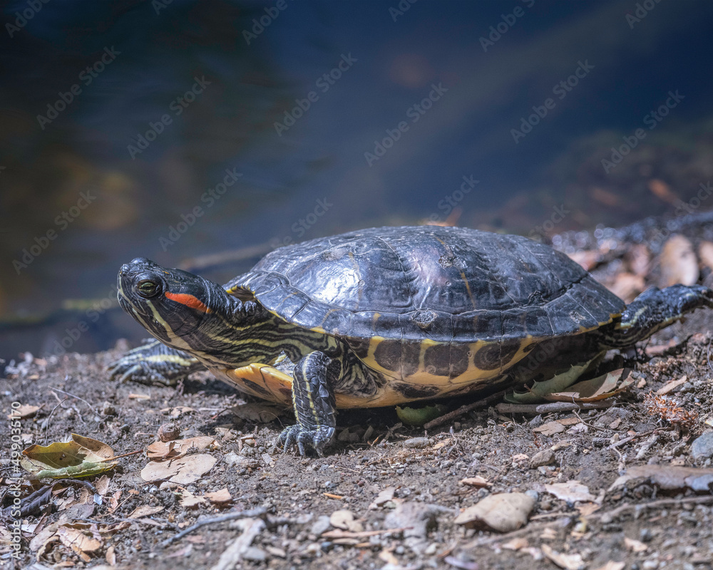 Obraz premium Red-eared slider turtle (Trachemys scripta elegans) basks on the banks of a pond in Franklin Canyon in Beverly Hills, CA.