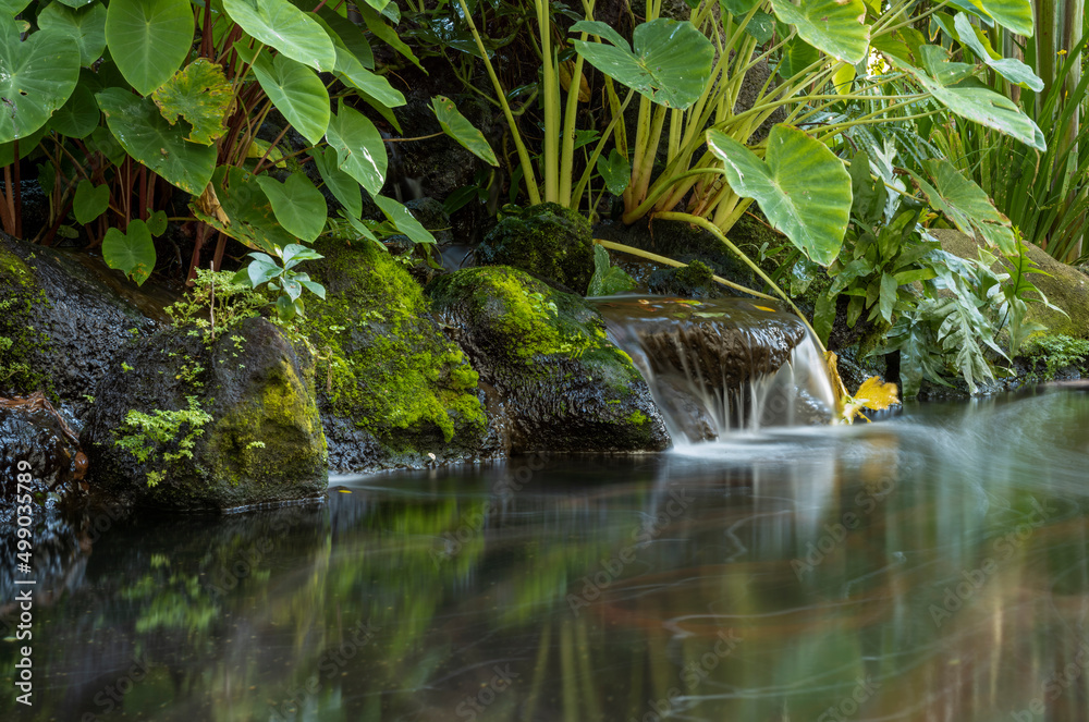 Jungle waterfall with Taro Leaves in the Background. Jungle waterfall with Taro Leaves in the Background.