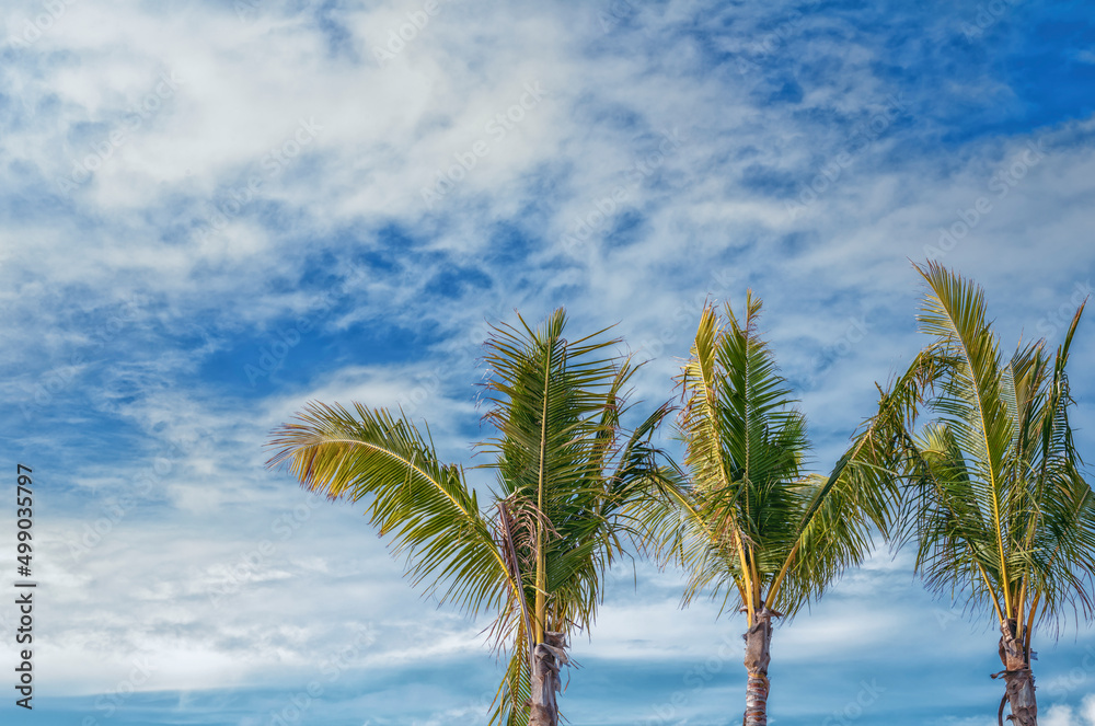 Three Palm Trees in Hawaii.