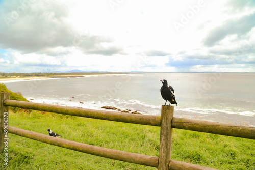 Magpie sitting on the fence with beach view at Bennetts Head Lookout, Forster NSW Australia photo