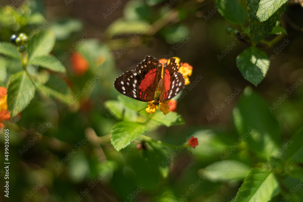 Small butterfly perched on green leaves Small butterfly perched on green leaves
