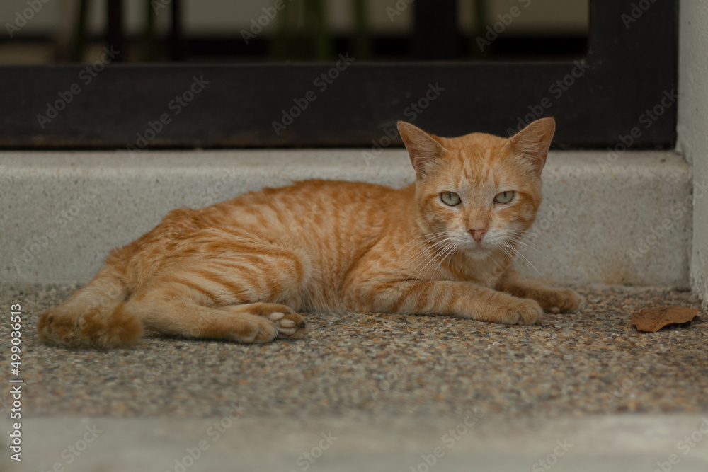 Little cat perched on the ground looking at camera