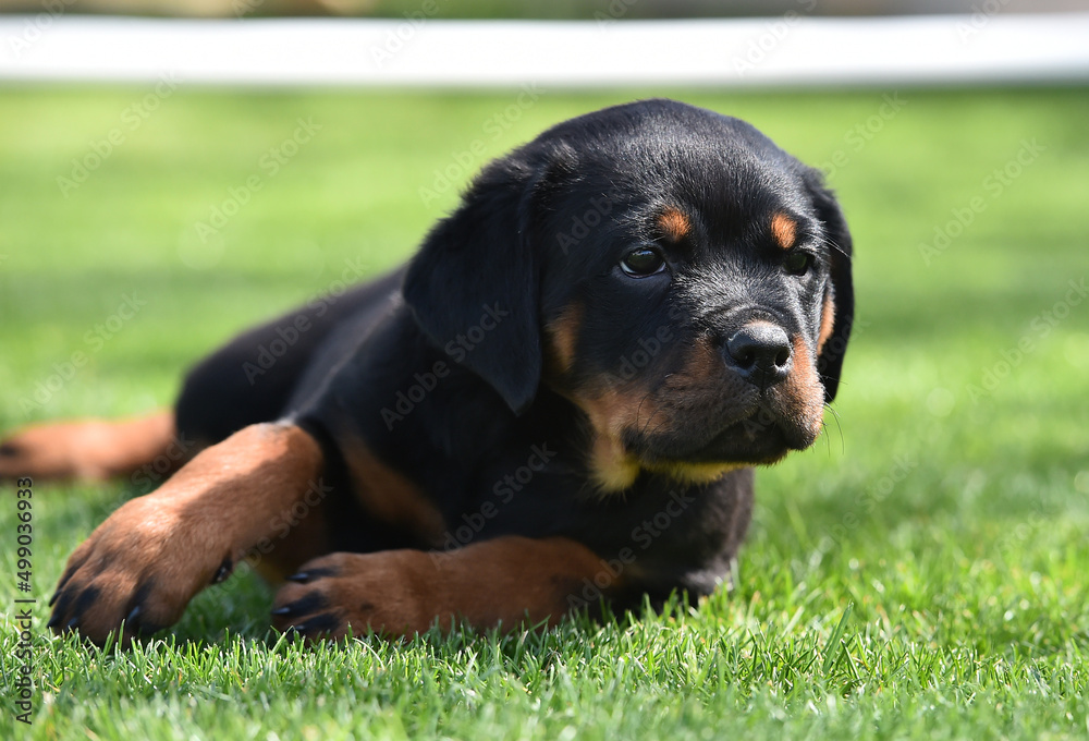 un cachorro de perro rottweiler un cachorro de perro rottweiler