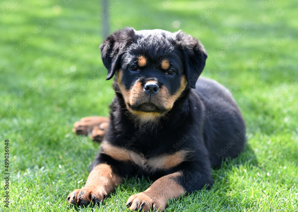 un cachorro de perro rottweiler un cachorro de perro rottweiler