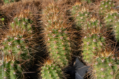 Botany. Growing Echinopsis atacamensis cactus  also known as Cardon. 