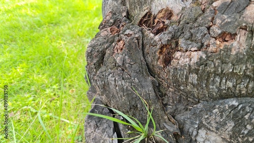 tree bark texture on green grass background