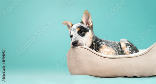 Puppy in dog bed on colored background. Cute puppy dog taking a break with tired, sad or bored expression. Bedtime for the 9 week old blue heeler puppy or Australian cattle dog. Selective focus.