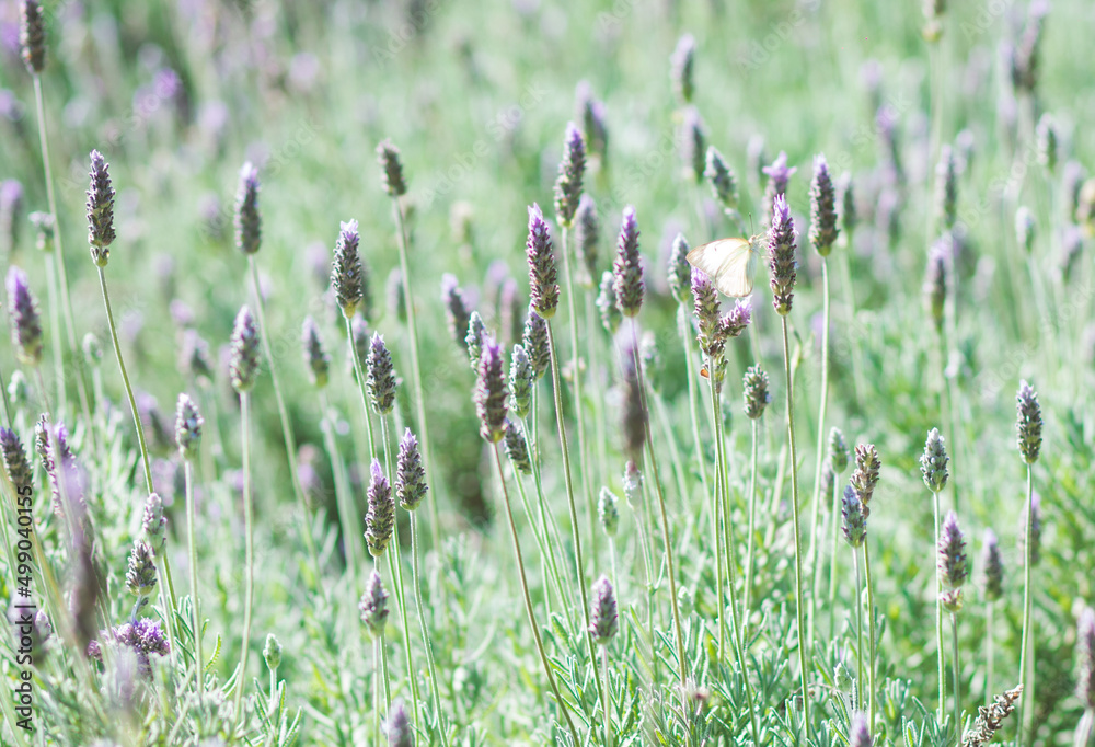 White butterfly on lavender plantation White butterfly on lavender plantation