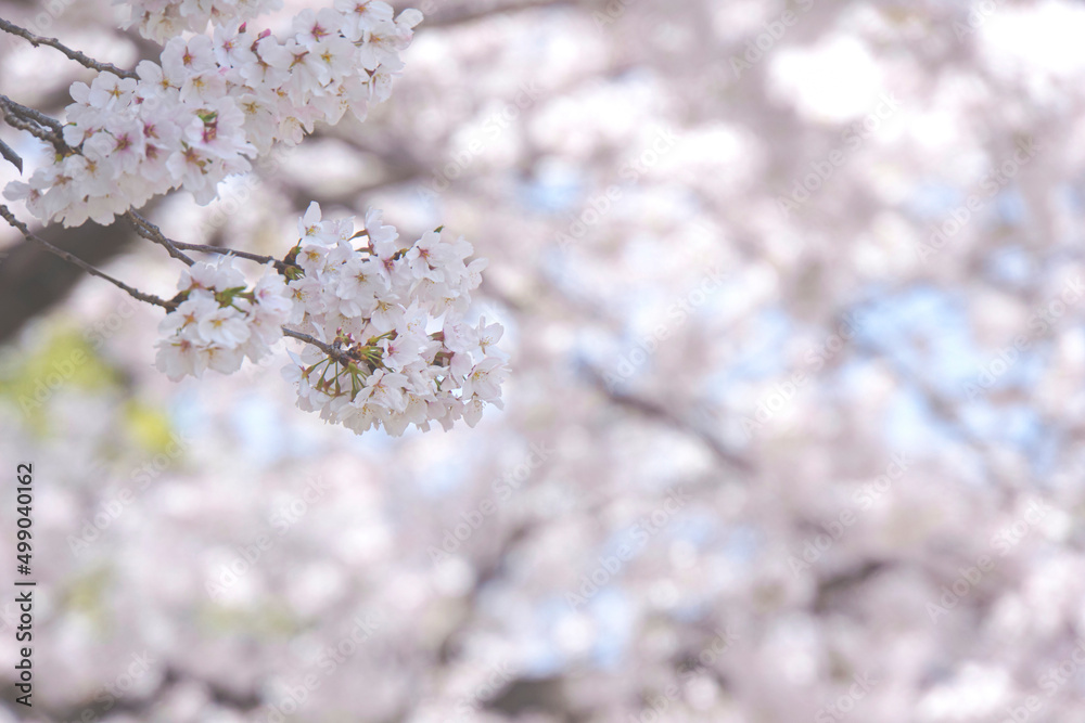 桜が咲く春の風景