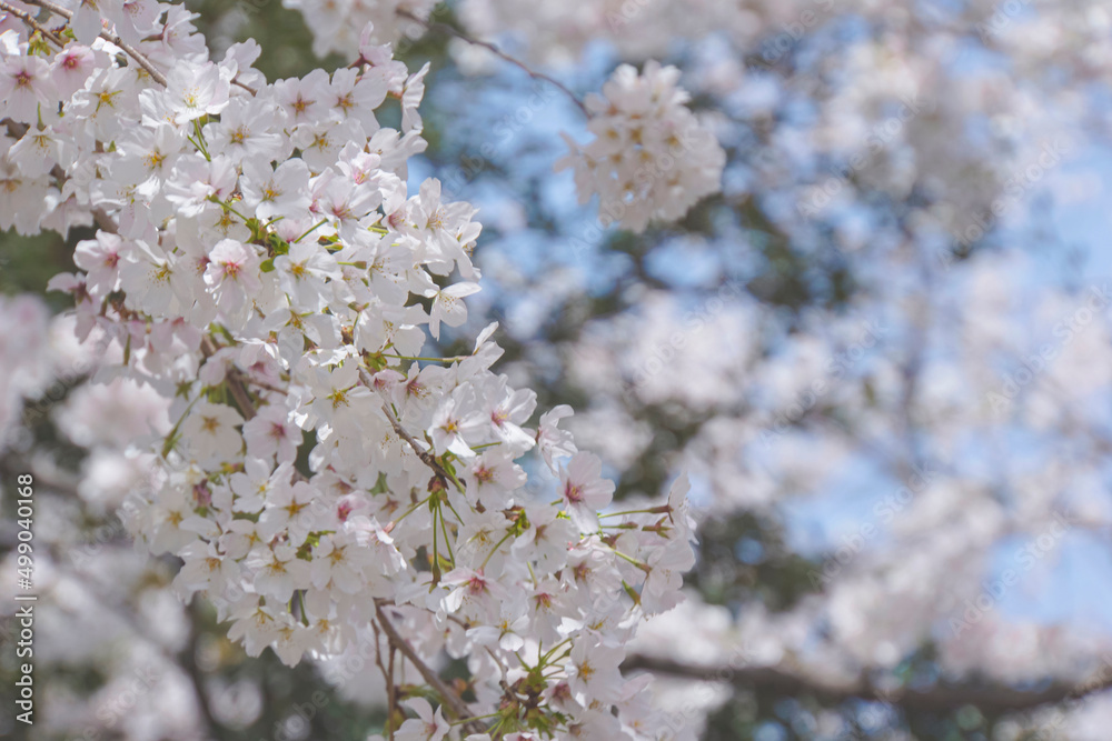 桜が咲く春の風景