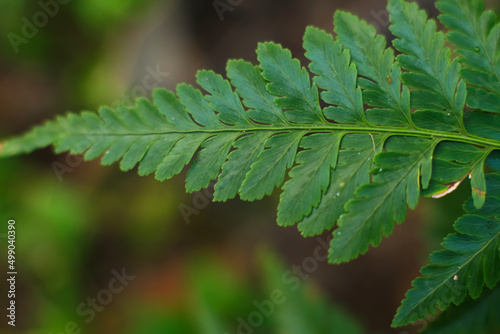 close up of green fern leaves on blurred background