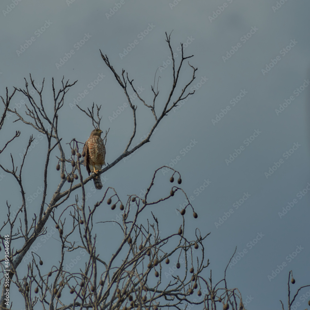 Ταπετσαρία Gavilán pollero posado en una rama con cielo gris
