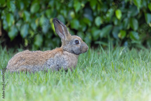Easter Bunny. A domestic rabbit walking through the grass in the garden. Animal world. pet lover. Rabbit lover. © Fernando Calmon